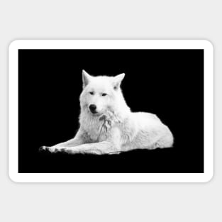 White Wolf / Swiss Artwork Photography Sticker